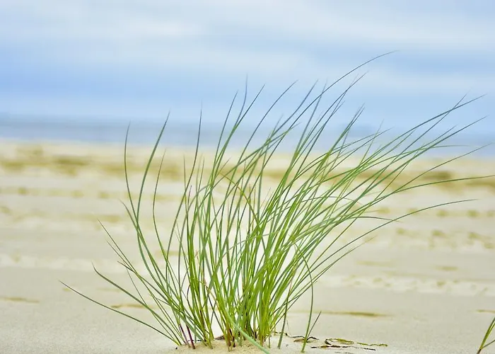 Bajkowa Plaza - Muszelka *