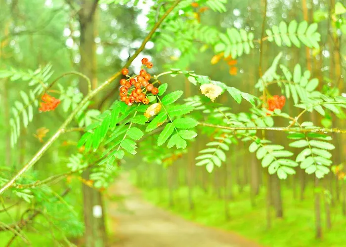 Bajkowa Plaza - Muszelka * 格但斯克