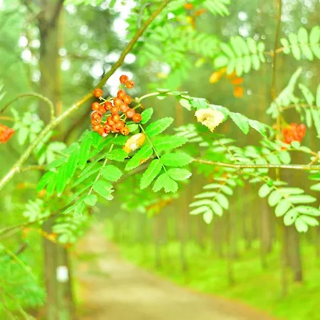 Bajkowa Plaza - Muszelka * Γκντανσκ