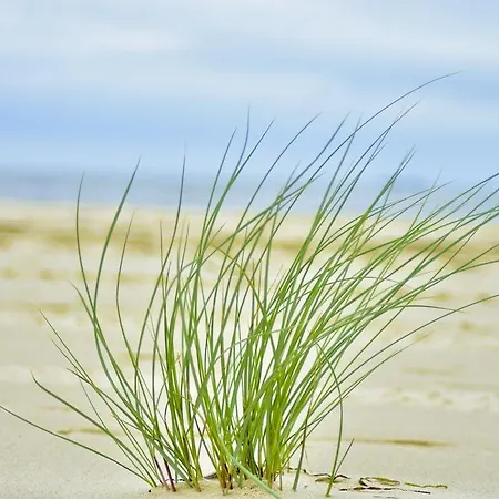 Bajkowa Plaza - Muszelka *